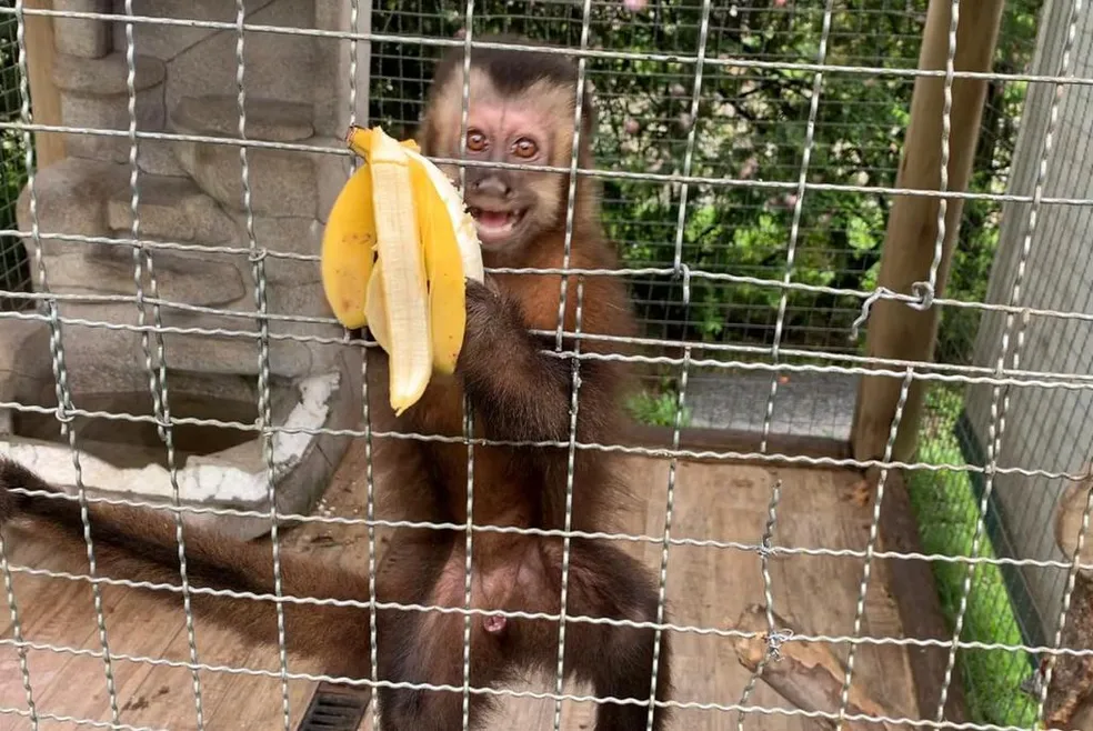 Macaco-prego foi um dos animais resgatados