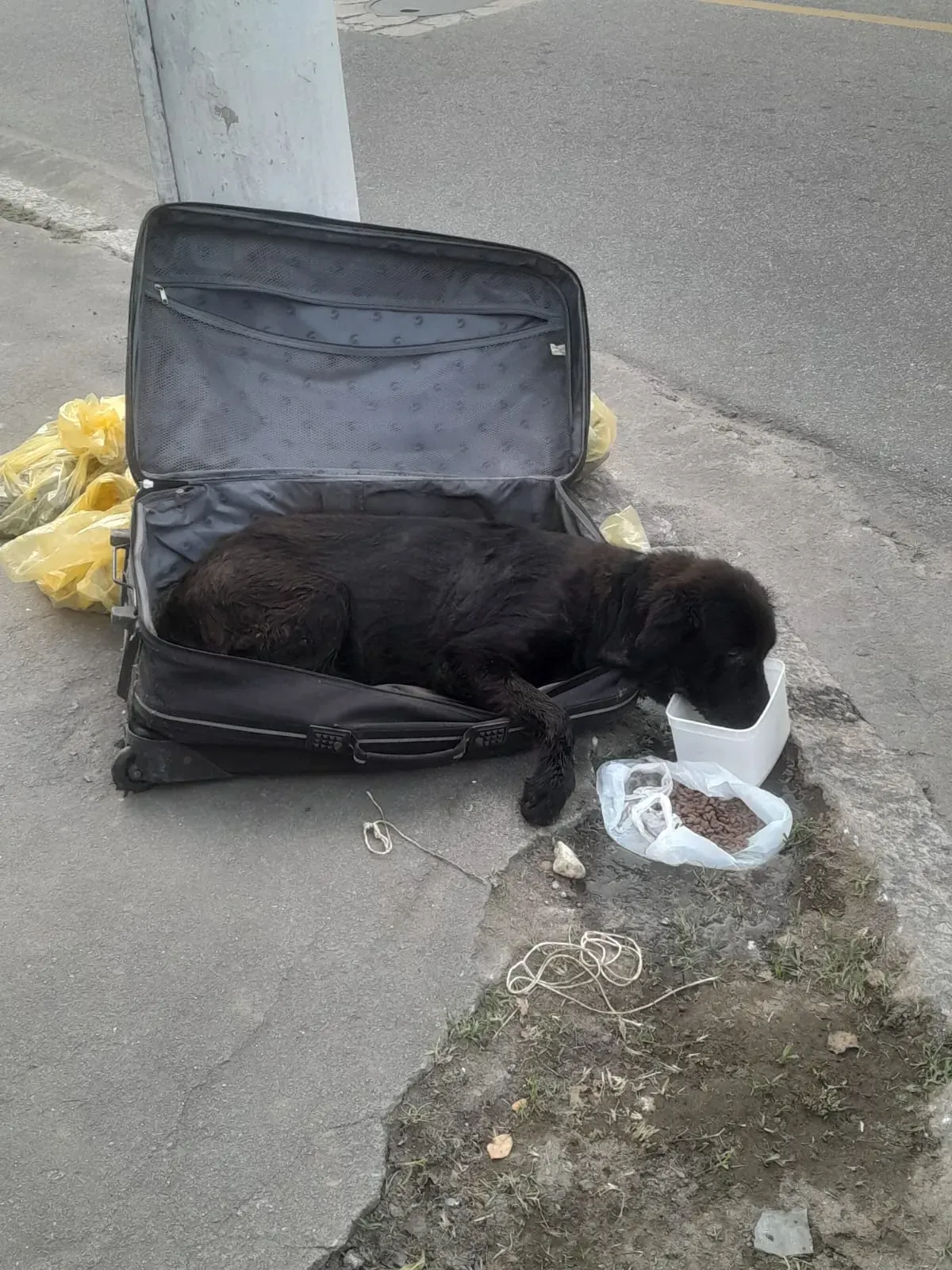 Cachorrinha foi abandonada em uma mala na rua
