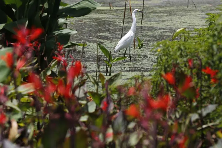 A ideia é que sejam plantadas no entorno da lagoa quase 8 mil mudas de espécies nativas