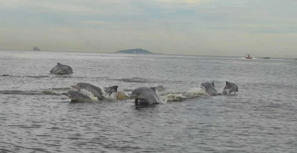 Grupo de golfinhos em Piratininga