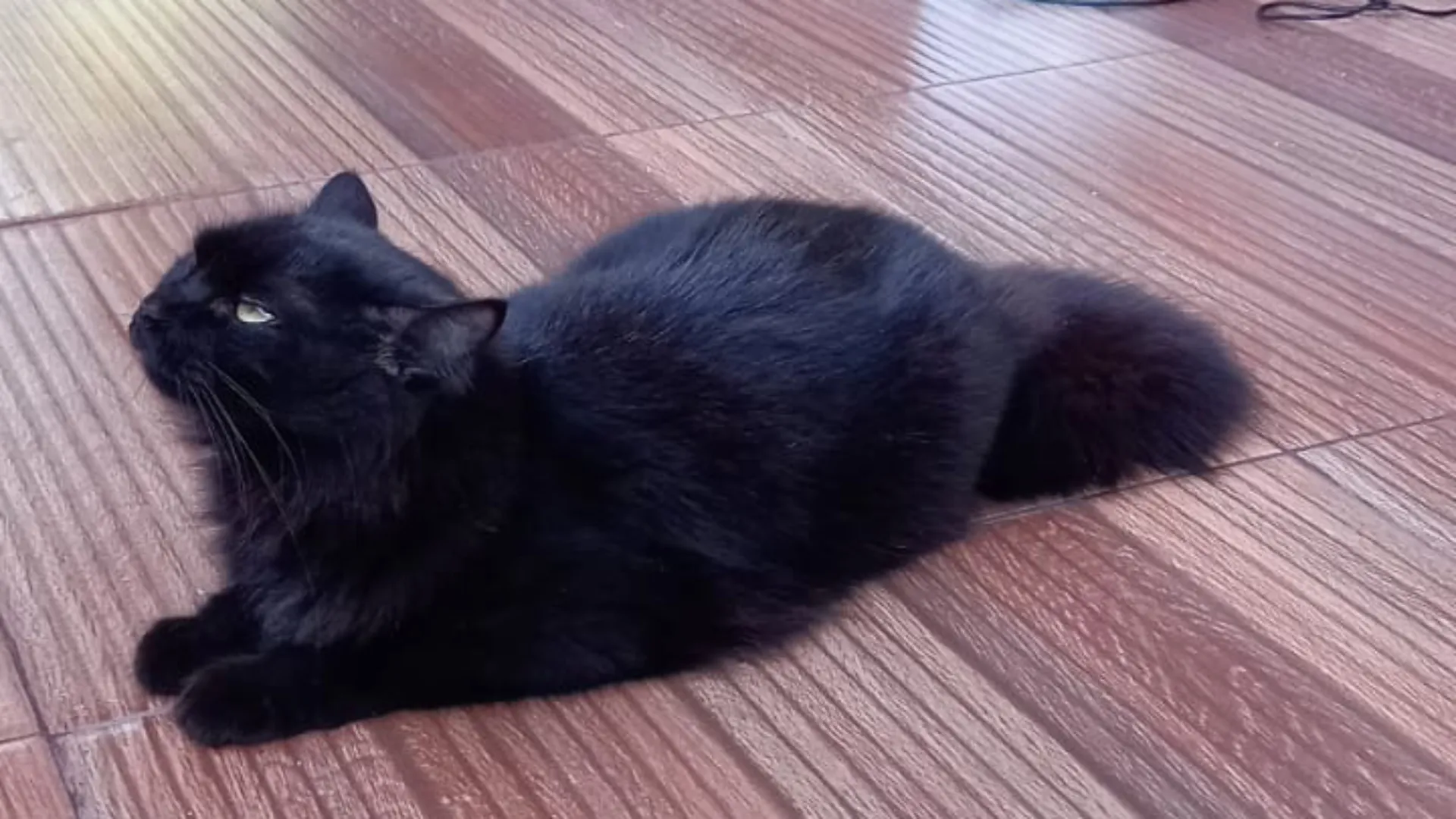 Gato preto é associado a azar, entretanto, é mito