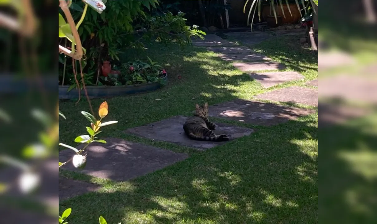 O gatinho Mimi foi encontrado morto dentro da casa da bomba no quintal da tutora