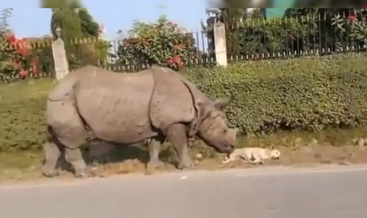 Rinoceronte acorda cachorro