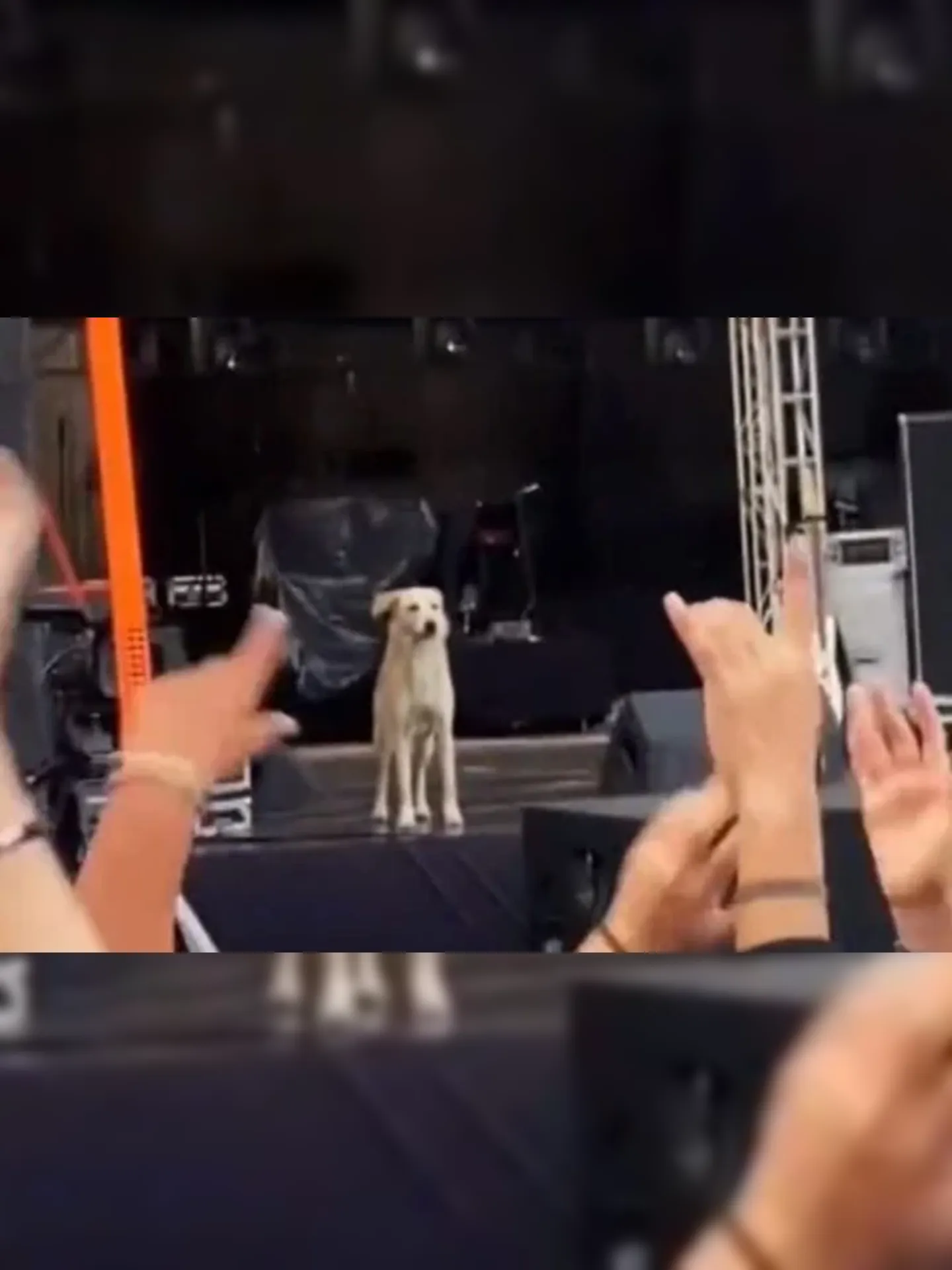 Cachorro invadiu o palco no evento do Rock in Rio e levou o público a loucura