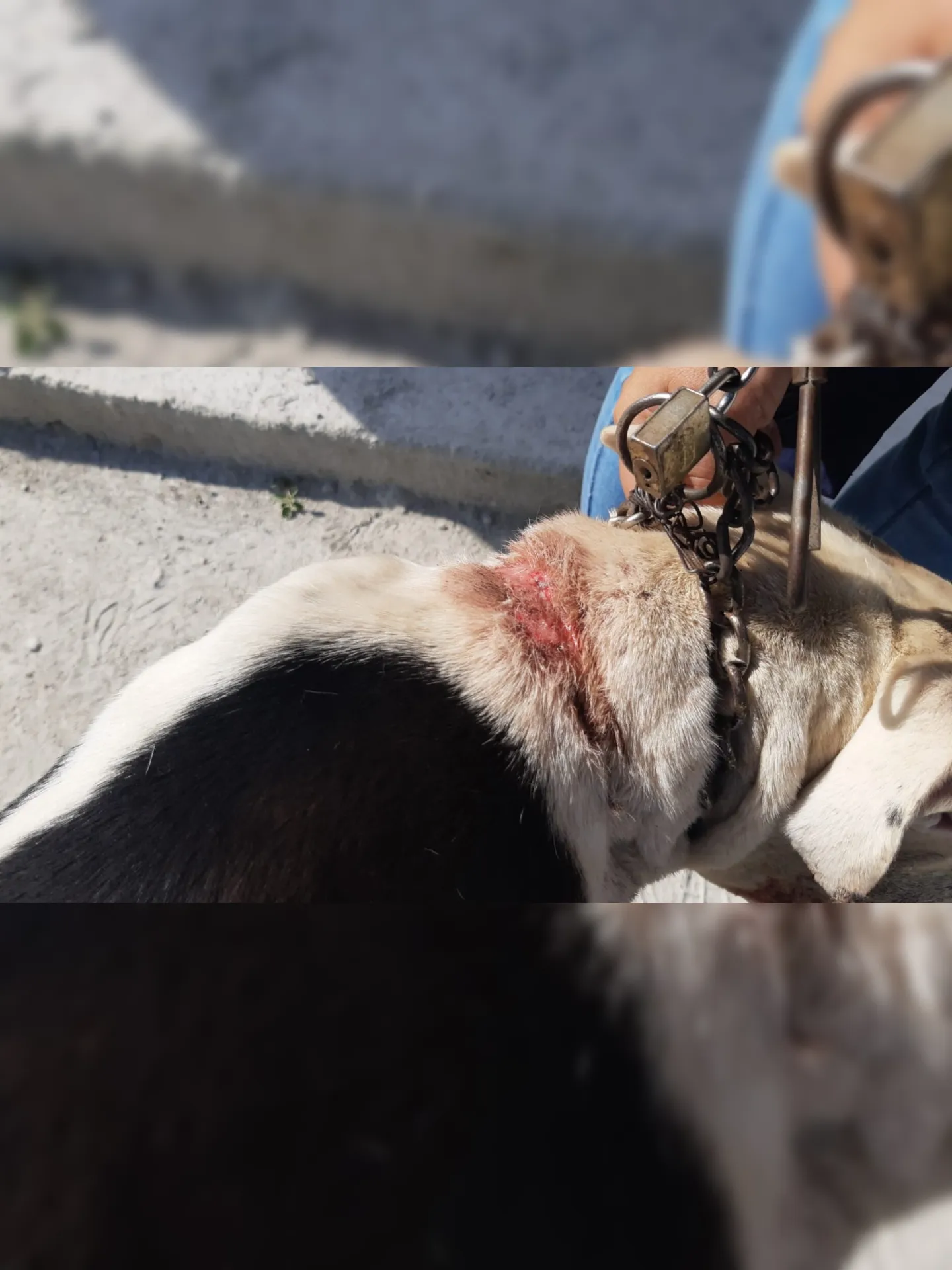 Animal apresentava feridas no pescoço