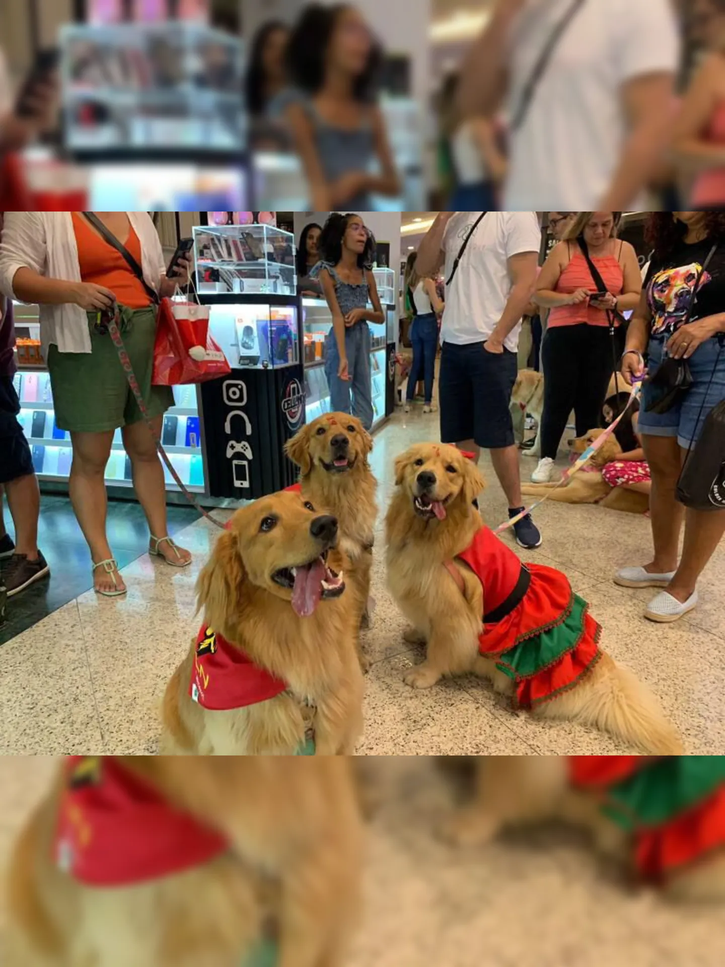 Os cachorros passearam por todo o shopping