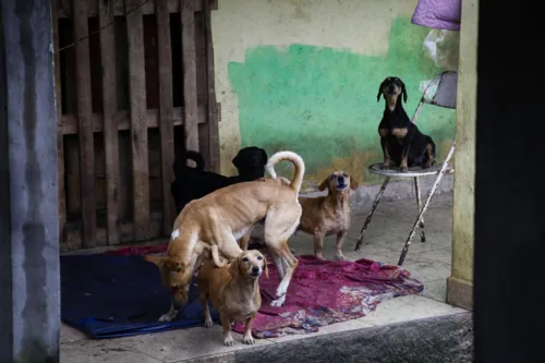 Os animais acabam se alimentando de outros do grupo que morrem