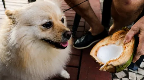 Animais perdidos podem aceitar água e comida