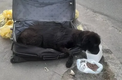 O animal foi encontrado por moradores