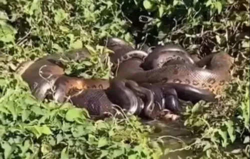 Um casal flagrou a cena