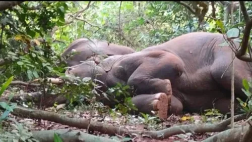 Após ingerirem a bebida, os animais caíram em sono profundo