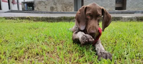 Animalzinho é da raça Braco Alemão