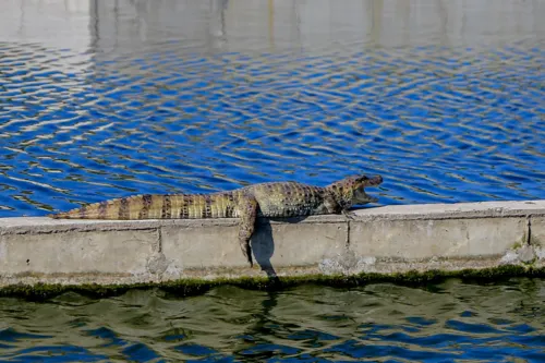 Os jacarés encontrados no Parque Orla são os Caiman latirostris, popularmente chamados jacaré-de-papo-amarelo