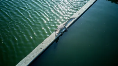 Os animais ficam próximos ao canal e jardins filtrantes do Parque Orla Piratininga (POP), no Cafubá