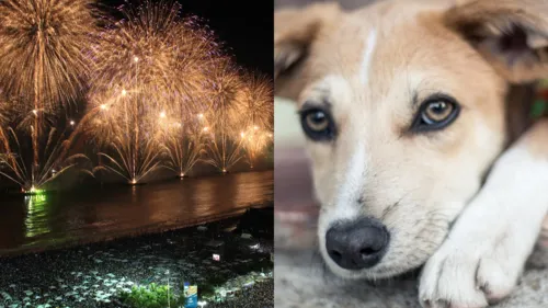 A maioria dos animais se estressam com barulhos de fogos de artifícios