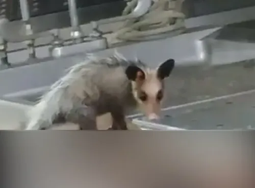 O animal surge em cima do cadáver de um homem