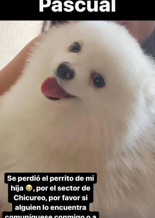 Animal se perdeu no Chile