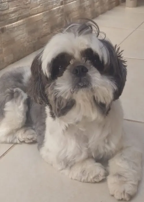 Cachorro é roubado de família em SG