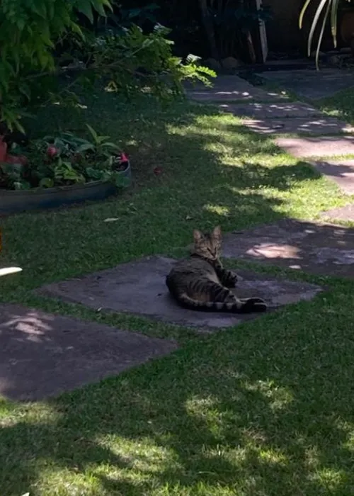 O gatinho Mimi foi encontrado morto dentro da casa da bomba no quintal da tutora