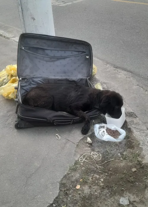 Cachorrinha foi abandonada em uma mala na rua