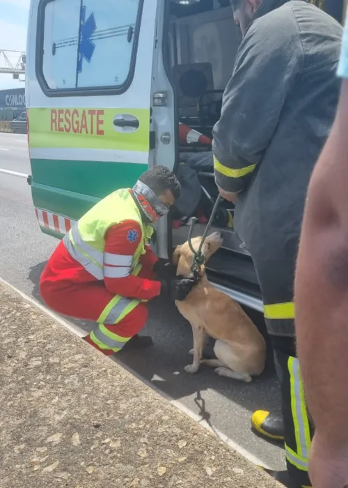 Cachorro invade a Ponte Rio-Niterói