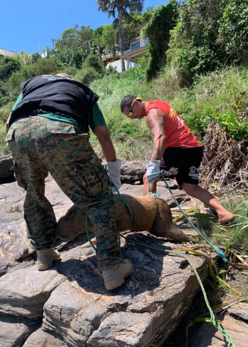 As equipes removeram os restos mortais da capivara para um lugar adequado