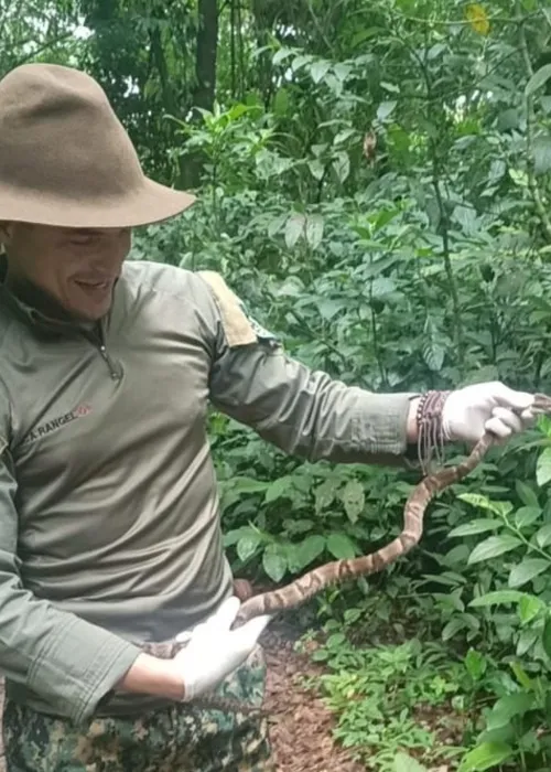 A serpente, uma fêmea, adulta, medindo cerca de 1,10m foi reinserida em seu habitat