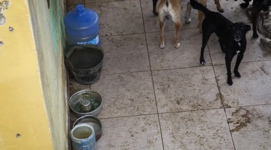 Vizinhos denunciam maus-tratos de animais em Maricá