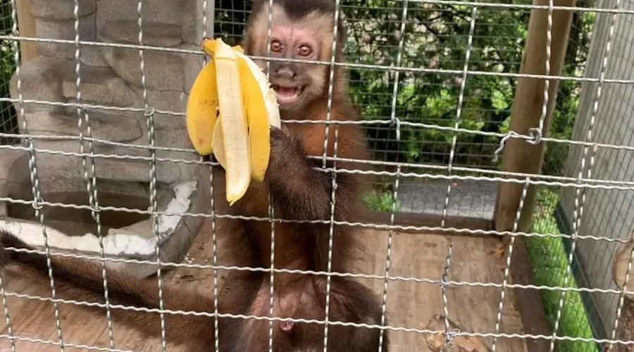 Macaco-prego foi um dos animais resgatados