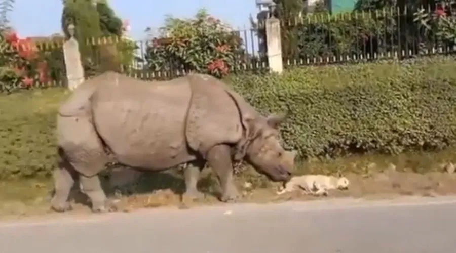 Rinoceronte acorda cachorro