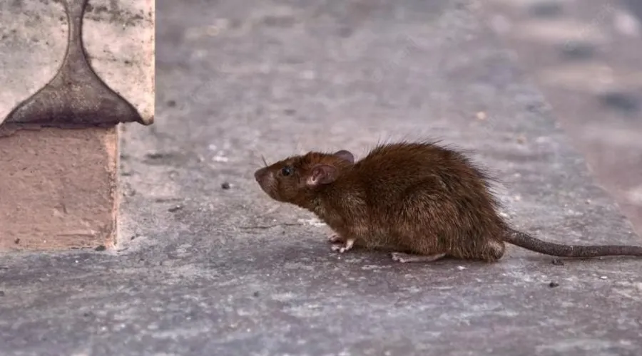 Os ratos são os maiores inimigos da população de Nova York