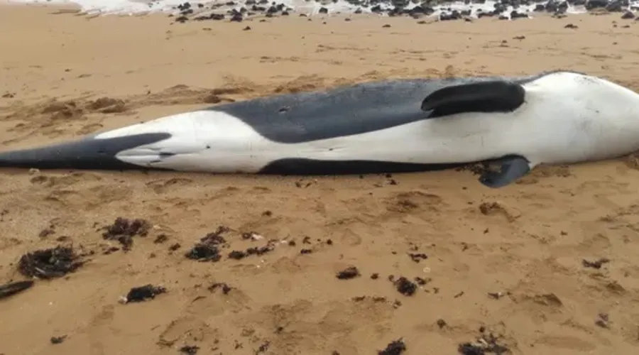 Baleia Orca que se aproximou de mergulhadores apareceu morta