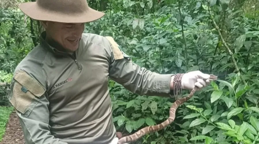 A serpente, uma fêmea, adulta, medindo cerca de 1,10m foi reinserida em seu habitat