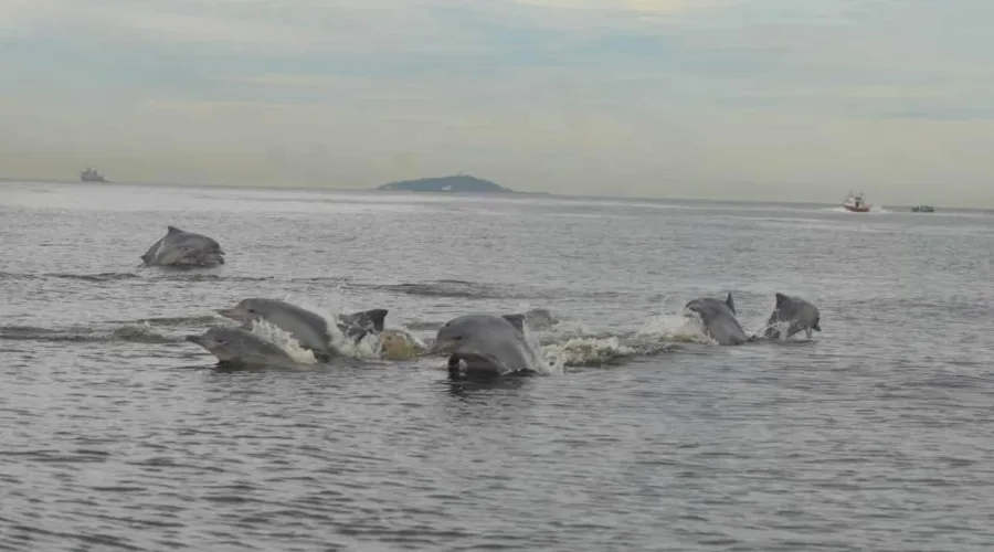 Grupo de golfinhos em Piratininga