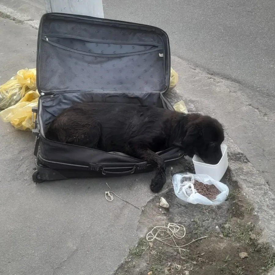 Cachorrinha foi abandonada em uma mala na rua