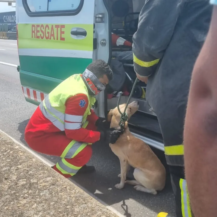 Cachorro invade a Ponte Rio-Niterói