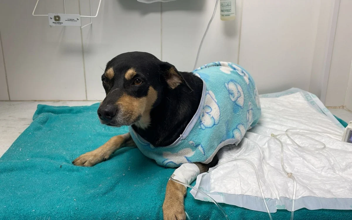 Spike se recupera de atropelamento em clínica veterinária