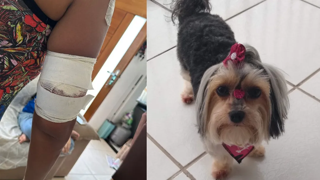 Vai morrer agora cachorro! Machucou minha cachorrinha. em 2023