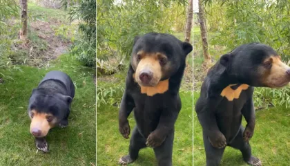 Kyra é o urso malaio do zoológico da Inglaterra