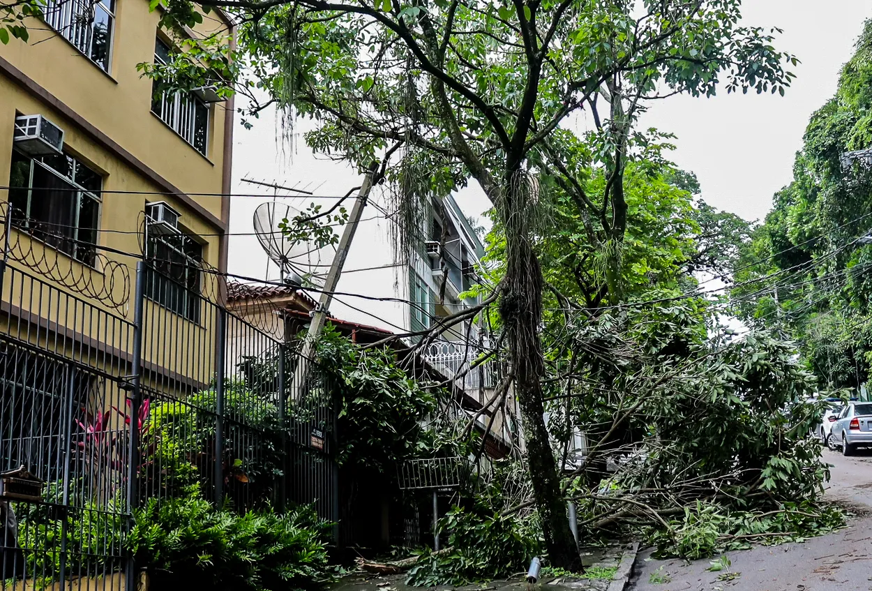 Árvores derrubadas na Zona Oeste do  Rio