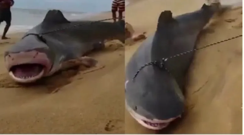 Tubarão foi capturado após se prender na rede de pesca