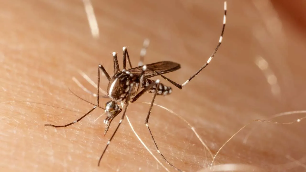 Os números da dengue já assustam nos três primeiros meses do ano