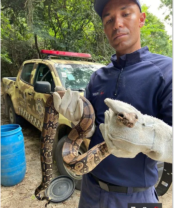 Cobra foi resgatada por guardas ambientais