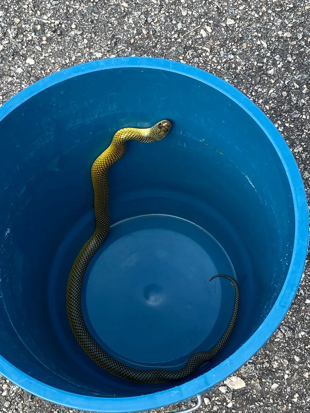 Cobra foi devolvida para a mata, após família colocar ela dentro de um balde