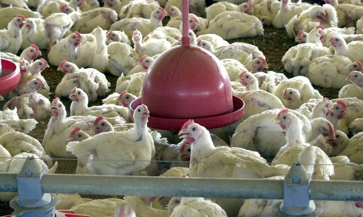 Os vírus da gripe aviária são comumente detectados em animais em todo o mundo