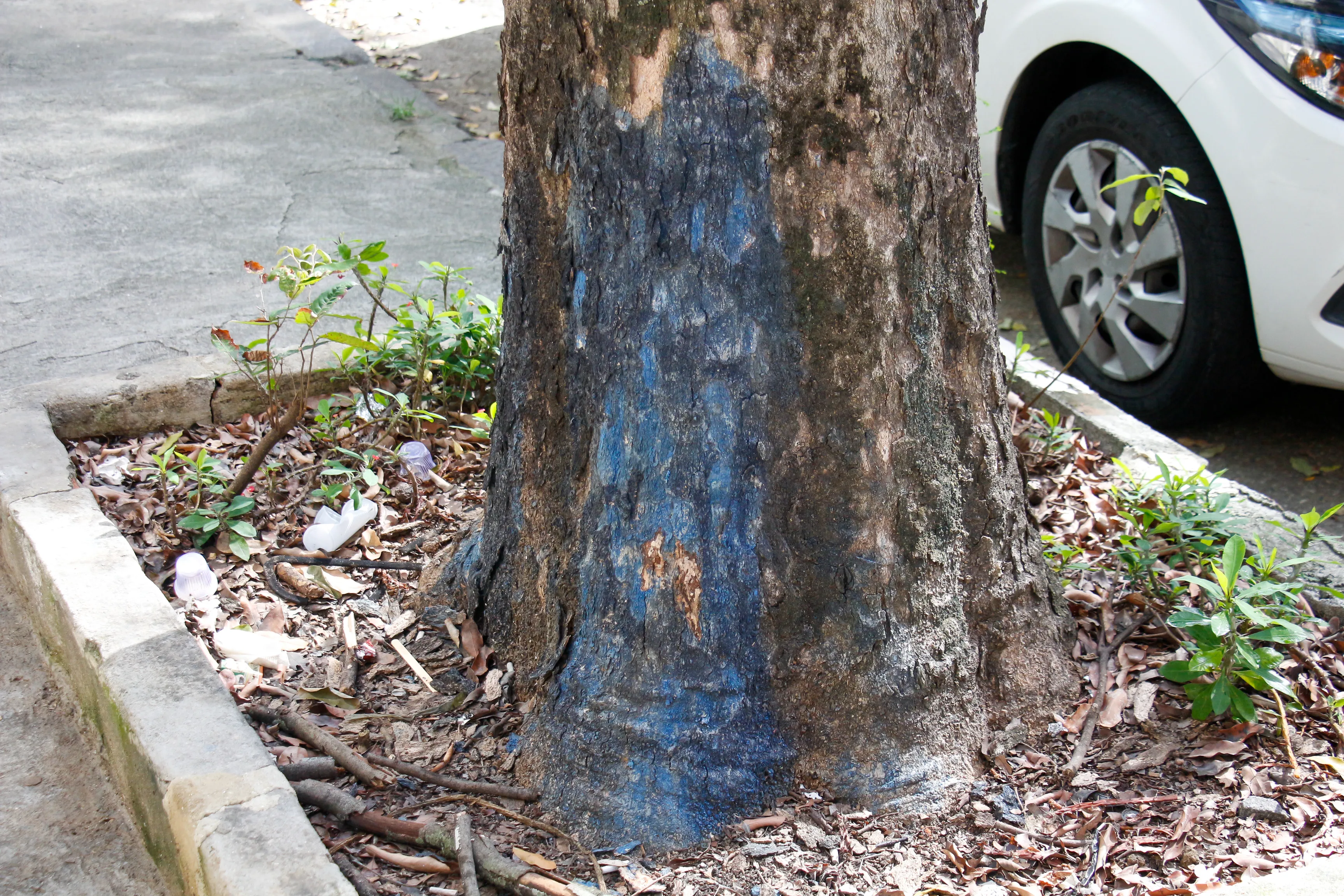 Árvores apareceram com mancha azul