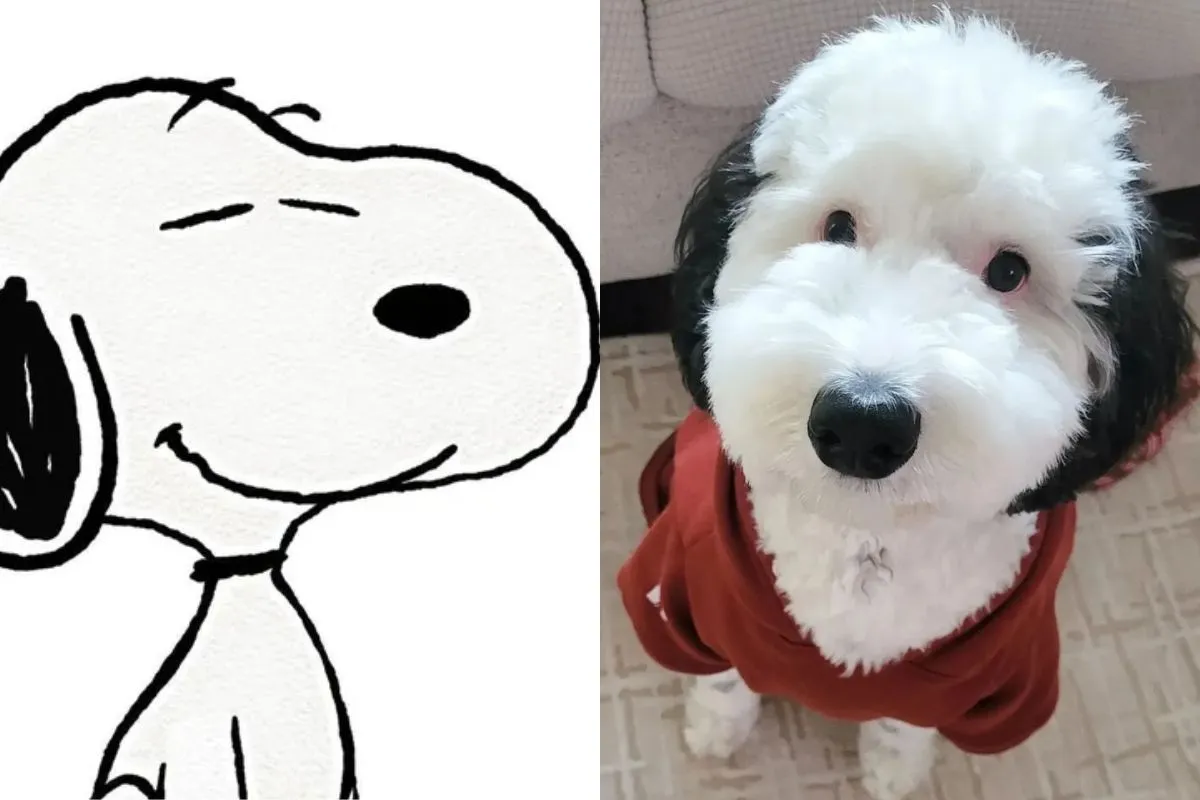 Bayley possui a cor das orelhas e o focinho muito igual ao Snoopy