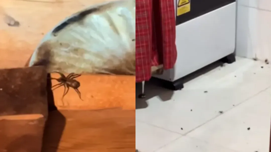 Infestação de aranha fez o casal deixar o lugar mais cedo do que o previsto