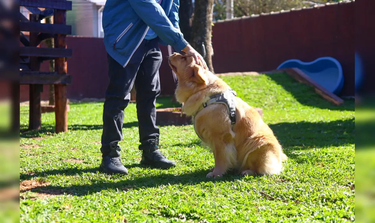 Há diversos critérios para que um cachorro atue neste processo