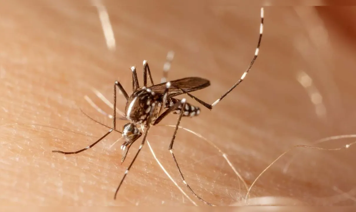 Os números da dengue já assustam nos três primeiros meses do ano